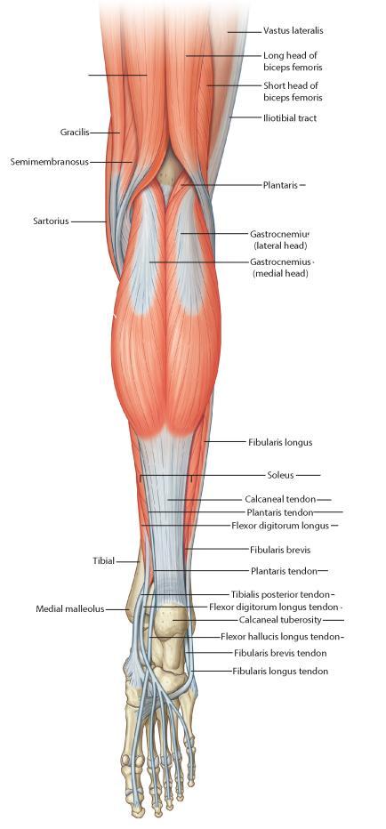 Muskuļi, kas nodrošina kājas