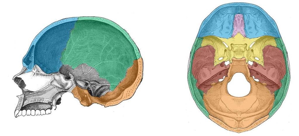 Galvaskauss Smadzeņu daļas kauli Sejas daļas