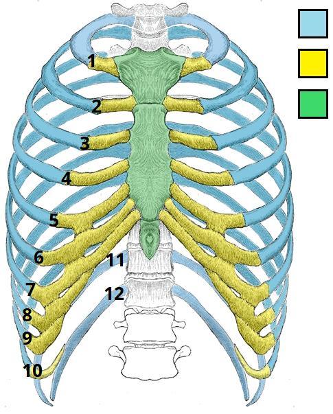 Krūškurvi veido: Krūšu daļas skriemeļi 12 pāri ribu, kas piestiprinās pie krūšu daļas skriemeļiem Krūšu