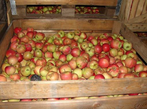 Pašizmaksā jārēķina izdevumi, dalot uz pārdotajiem āboliem Zudumus glabāšanas laikā veido ābolu masas samazināšanās mitruma zaudēšanas rezultātā, puvušie augļi un standarta produkcijai neatbilstošie