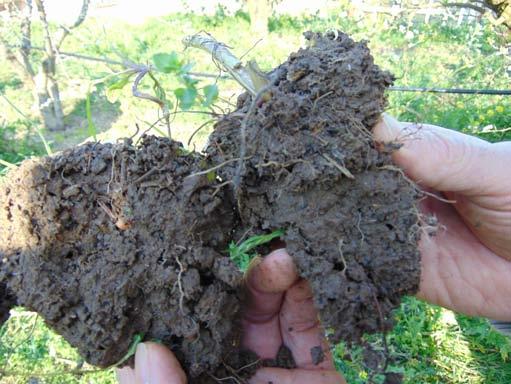Redzot samērā irdenu augsni, kas salipusi nelielās piciņās - agregātdaļiņās, mēs sakām, ka tā ir auglīga, laba augsne. Kas to vērš par auglīgu un labu?