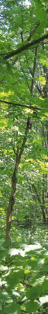 SLAPJĀ GĀRŠA (Grs) Dryopteriosa Augsne un zemsega: bagāta un periodiski pārmitra; glejota, karbonātiska mālsmilts, smilšmāla vai māla; vāji skāba, veidojusies no koku atliekām; detrīta biezums 10 30