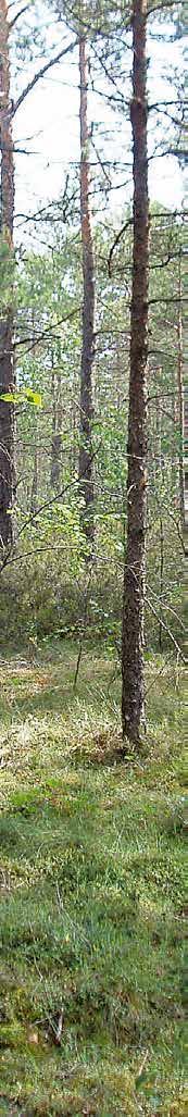Purvaiņi jeb slapjo kūdras augšņu meži: augsnes virskārtā uzkrājas daļēji sadalījušās augu atliekas, no kurām ilgākā laika posmā veidojas kūdra; kūdras slāņa biezums pārsniedz 30 cm; koku saknēm nav