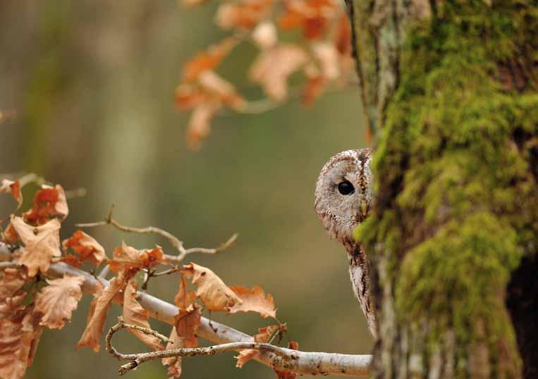 jaunumi 3 Paraksties par mežizstrādes pārtraukumu putnu ligzdošanas laikā! Meža pūce. Foto: S. Dubens (S. Duben) Kā LOB biedri un citi žurnāla Putni dabā lasītāji būs pamanījuši, jau kopš 2008.