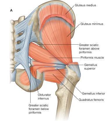 Pie iegurņa mugurējās grupas muskuļiem pieder arī : Augšstilba kvadrātmuskulis, Iekšējais slēdzējmuskulis,