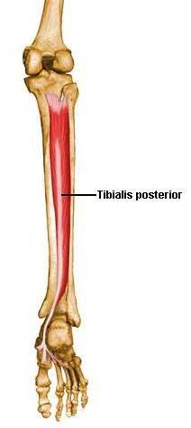 Lielā lielakaula mugurējais muskulis (m. tibialis posterior) O.