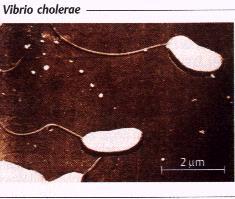 VIBRIONI Vibrio ūdenī; patogēni (V. cholerae, V. parahaemolyticus, V. vulnificus); bojā pārtiku (V. alginolyticus). V. cholerae serogrupas O1; O139. Zināmas apmēram 200 serogrupas. Pārējie Vibrio spp.