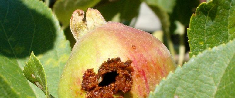 Ābolu tinējs Pīlādžu tīklkode Ābeļu zaļā laputs 4. att. Kaitēkļu bojājumi 2008. gada sezonā izmēģinājumā tika konstatēti ābeļu blakts radītie bojājumi ābolos.