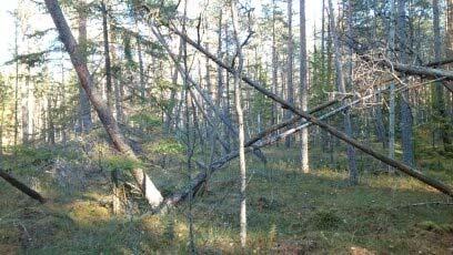 Mērķis: Precizēt Latvijas medņu populācijas un to apdzīvotās vides saistību ar boreālo mežu izplatību, ekoloģiskajām funkcijām, attīstības stadijām un