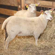 Šarolē aitu izmantošanas iespējas Latvijā Daiga Baltiņa, Latvijas Lauku konsultāciju un izglītības centrs Daina Kairiša, Latvijas Lauksaimniecības universitāte Eiropā audzēto aitu šķirņu klāsts ir