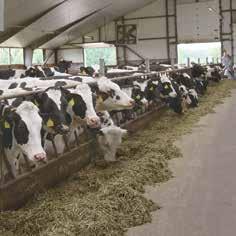 Slaucamo govju izmantošanas ilguma rādītāju salīdzināšana saimniecībā izaudzētiem un iepirktiem dzīvniekiem 56 Ziedīte Bimšteine, Latvijas Lauku konsultāciju un izglītības centra Jēkabpils