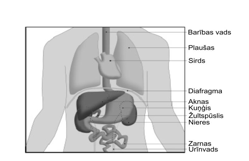 Kas ir nieres? 1. Nieres un nieru mazspēja Nieres ir divi pupiņām līdzīgi orgāni, kas pieaugušam cilvēkam sver aptuveni 115-170 g un ir apmēram cilvēka dūres lielumā.