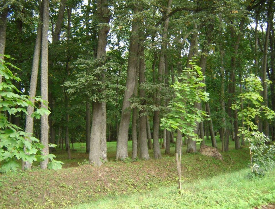 Purvu teritorijās pārsvarā sastopami divi grupu ainavas elementi ūdeņi (purvi tekošie un stāvošie) un meži un koki (meža nogabali, savrupi koki).