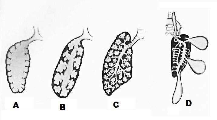 1.3. Dots attēls ar dažādām mugurkaulnieku elpošanas sistēmām. 1.3.1. Pie katra apgalvojuma pieraksti burtu, ar kuru apzīmēts plaušu attēls, kurš šim apgalvojumam visprecīzāk atbilst(5 p.) N.p.k. Apgalvojums Burts 1.