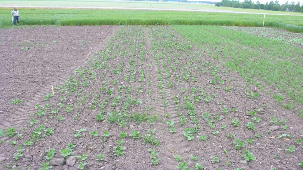 Pēckultūras Nākošajā sezonā pēc Clearfield rapša var audzēt graudaugus, pākšaugus, kukurūzu Kultūras kurām jāievēro divu gadu intervāls ir