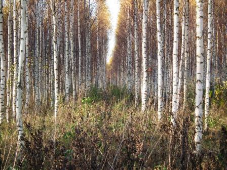 8.2. att. Bērza stādījums pēc pirmās krājas kopšanas; stādījuma biezums pēc kopšanas 1000 koki uz hektāra. kopšanā atstājamo koku skaitu var palielināt līdz 1000-1200 kokiem uz hektāra.