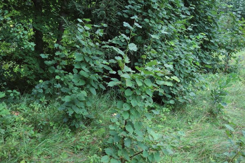 Parastās kļavas Acer platanoides un platlapu liepas Tilia platyphyllos augu sabiedrības Bārtas upes ielejā119 2. attēls. Platlapu liepas paauga pamatkrasta zālājā. /Foto: M. Laiviņš/ Figure 2.