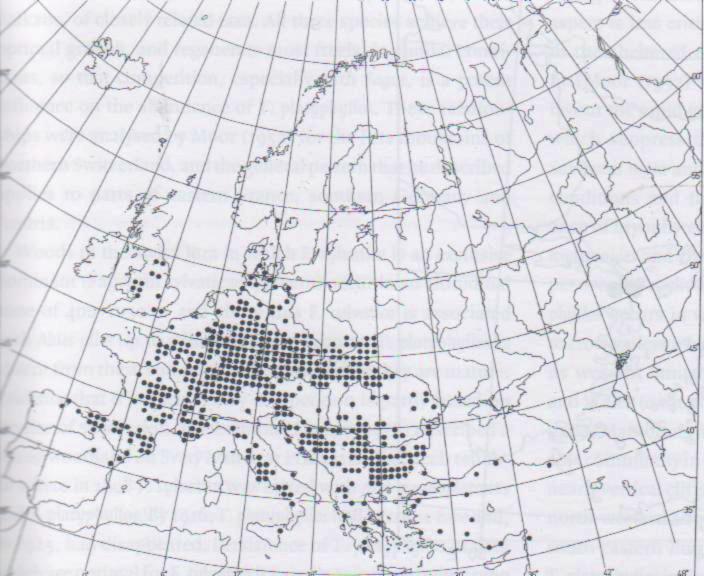 120 Māris Laiviņš 3. attēls. Platlapu liepas izplatība Eiropā (Pigott, 2012). Figure 3. Distribution of largeleaf linden in Europe (Pigott, 2012). Platlapu liepa ir naturalizējusies arī Lietuvā 1990.