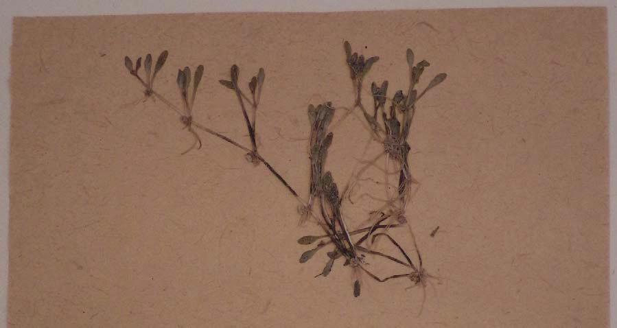 Odumovas ezera makrofītu flora 75 4. attēls. E. Lēmaņa 1896. gada 30. jūlijā (pēc jaunā stila 12.