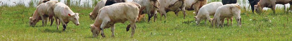 2. UZDEVUMS 16 Kaimiņos saimnieko divas nelielas saimniecības, abas nodarbojas ar piena lopkopību, katrā saimniecībā ir 20 slaucamas govis.