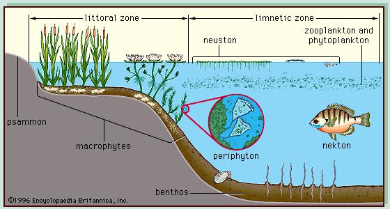 Ekoloăiskie grupējumi ūdenstilpēs Litorāle josla, kur spēj attīstīties ūdensaugi Neistons organismi, kas noturas uz ūdens virsmas Pelagiāle brīvā ūdens josla Planktons ūdens masā pasīvi peldoši