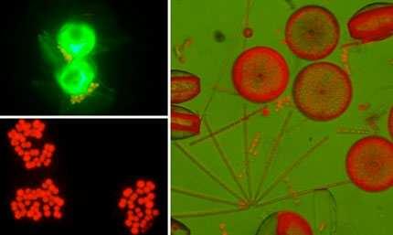 BAKTERIOPLANKTONS UN BAKTERIOBENTOSS Bakterioplanktons ir visu