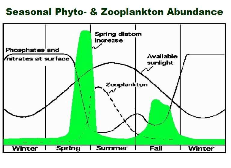 Fitoplanktona un zooplanktona sezonālā attīstība gada