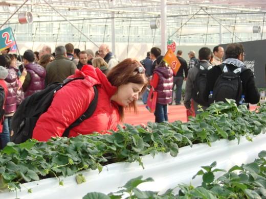 7th International Strawberry Symposium (VII ISS), Beijing, Ķīna, 18.-22.02.2012.